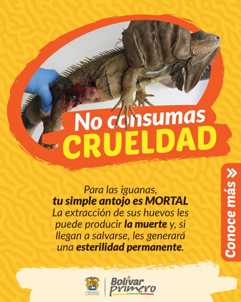 Gobernador Blel advirtió que capturaràn a los vendedores y consumidores de huevos de Iguana