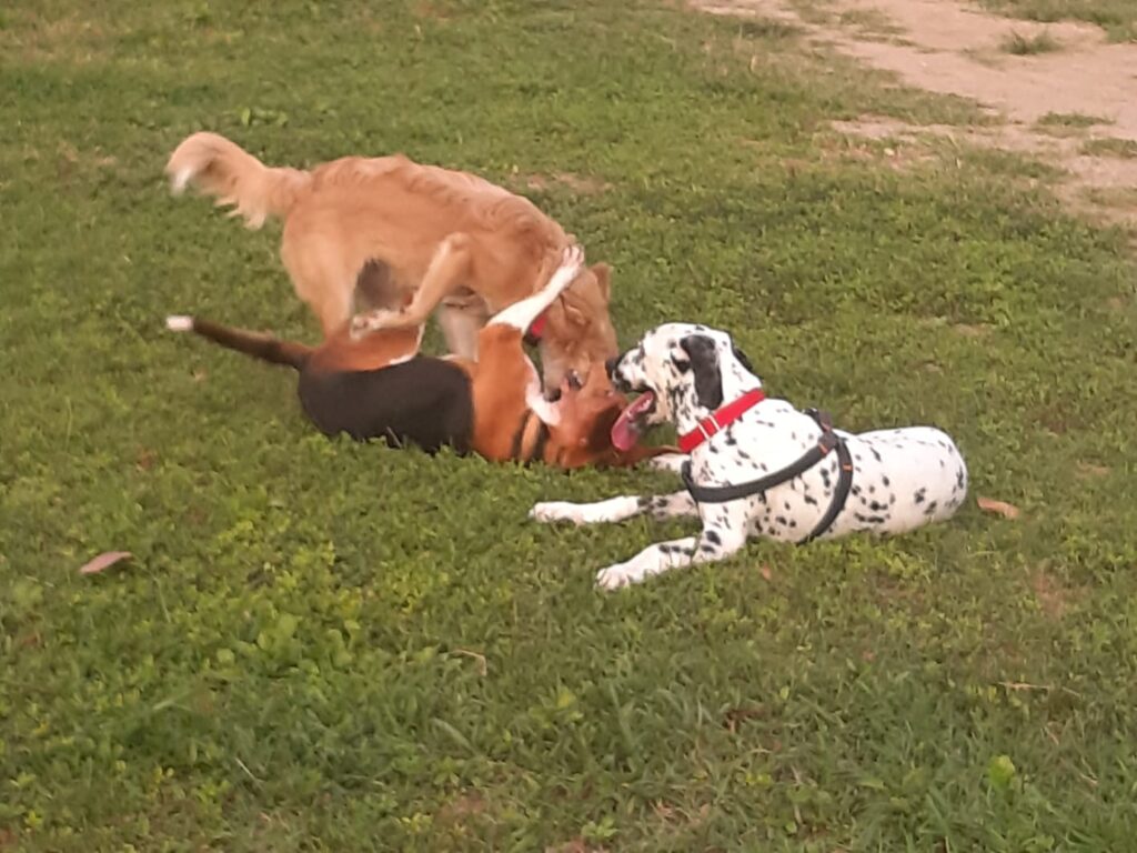 ¿Los perros sienten la ausencia de su dueño?: EL RECOMENDADO