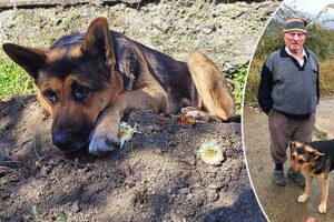 ¿Qué pasa si regalo a mi perro?