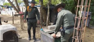 Campesino de Clemencia Bolívar entrega ocelote a la Policía y que había sido arrollado por un vehículo