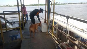 La Policía usa a "Mantra" en las vías de Bolívar para olfatear dineros en grandes cantidades usado para compra de votos