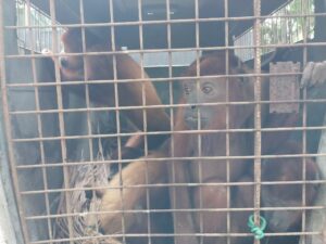 📢 Inicia monitoreo|  ⛈️ Debido a la evolución del disturbio denominado AL95, que mantiene a esta hora una posibilidad cercana al 50 % de formación ciclónica en el oeste del Mar Caribe colombiano, se activa el estado de VIGILANCIA para esta región del país, de acuerdo el Comunicado Especial No. 001 del Sistema Nacional de Gestión del Riesgo de Desastres.☔️ El pronóstico indica la continuidad de las lluvias para las próximas horas, particularmente en el Archipiélago de San Andrés y Providencia y eventualmente en el golfo de Urabá.🌊 De acuerdo al monitoreo realizado por la Dirección General Marítima, a través de su Centro de Investigaciones Oceanográficas e Hidrográficas del Caribe (CIOH), se observa una altura de la ola que oscila entre 0.5 y 1.0 metros. Para las próximas 48 horas se espera un incremento en el oleaje de hasta los 2,0 metros en la zona marítima del Archipiélago de San Andrés, Providencia y Santa Catalina.⚠️Por lo anterior, se activan los protocolos, planes de respuesta, contingencia y todas las acciones de seguimiento y vigilancia en función de la prevención, para el alistamiento ante  el posible aumento de las precipitaciones y del oleaje para los departamentos de San Andrés, Providencia y Santa Catalina y Antioquia, especialmente en el área del Golfo de Urabá.📲 Se invita a seguir las redes sociales de la Autoridad Marítima Colombiana para estar atentos a los nuevos comunicados sobre los cambios de la condiciones meteomarinas.