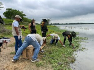 Animales silvestres decomisados 