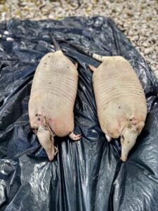 Operativos revelan el horror: fauna silvestre masacrada por el mercado negro del consumo ilegalDolor en Cartagena: no quieren respetar la vida, fauna silvestre víctima del mercado ilegal