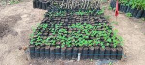  Comunidad Wayúu fortalece autonomía alimentaria con agricultura regenerativa y ganadería sostenible.