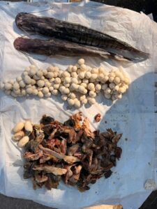 Huevos de iguana decomisados muestran la indiferencia que destruye ecosistemas y salud pública