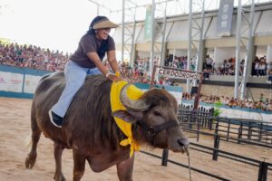 Ejemplares bovinos y porcinos mostraron calidad productiva, fortaleciendo identidad agropecuaria de Bolívar
