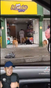 Rutina diaria demuestra humanidad, ternura y compromiso con perros callejeros bogotanos.